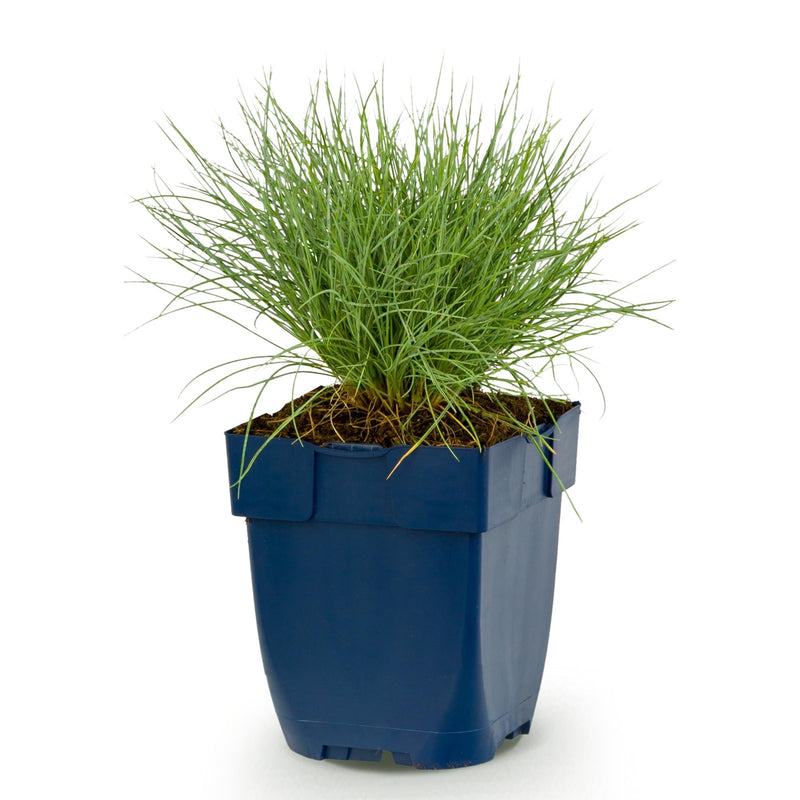Green boutiQ - Vasteplant - Festuca glauca - Blauwgras - Groenblijvend - Blauw - 1 Plant - Pot 11cm - Hoogte 15-25cm
