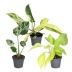 3x Baby Tropical Mix - Various colours - Tropical - Ø6cm - ↕10-15cm