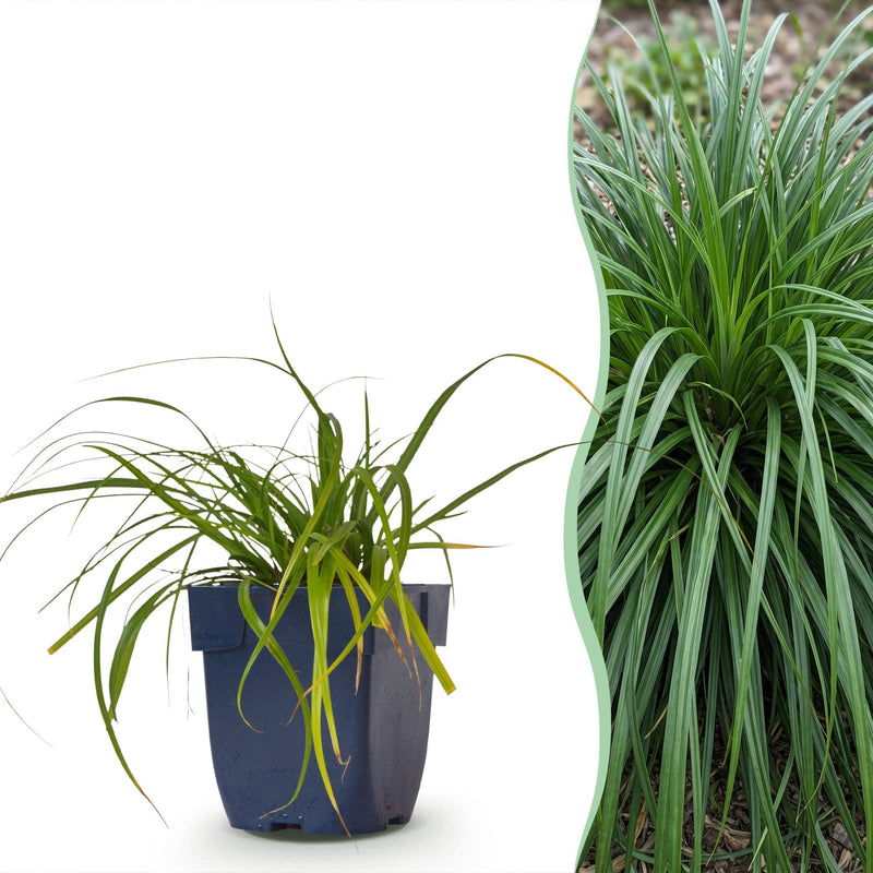 Green boutiQ - Grassen - Carex oshimensis Evergreen - Japanse Zegge - Groenblijvend - Groen - 24 Planten - Pot 11cm - Hoogte 15-25cm