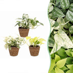 3x Epipremnum Tricolour - Yellow - Green - Cream - Tropical - incl. basket - Ø6cm - ↕20-25cm
