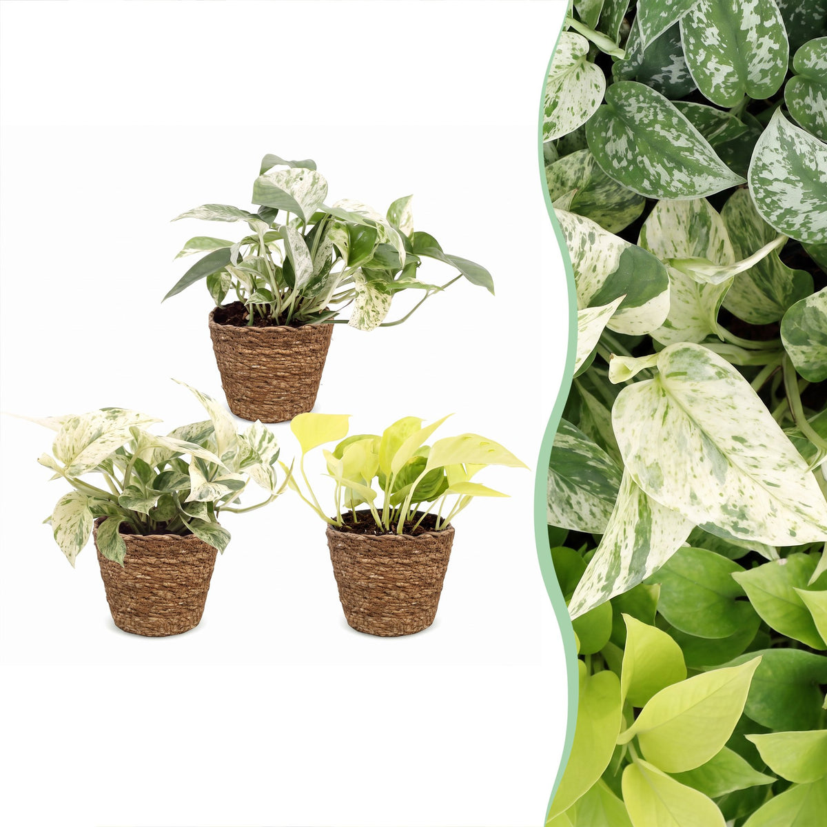 3x Epipremnum Tricolour - Yellow - Green - Cream - Tropical - incl. basket - Ø6cm - ↕20-25cm
