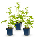 Green boutiQ - Stauden - Delphinium (P) Blue Bird - Rittersporn - Bienen- und Schmetterlingsmagnet - Blau - 3 Pflanzen - Topf 11cm - Höhe 15-25cm