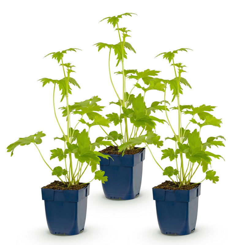 Green boutiQ - Vasteplant - Delphinium (P) Blue Bird - Ridderspoor - Bijen en Vlinderlokkers - Blauw - 3 Planten - Pot 11cm - Hoogte 15-25cm