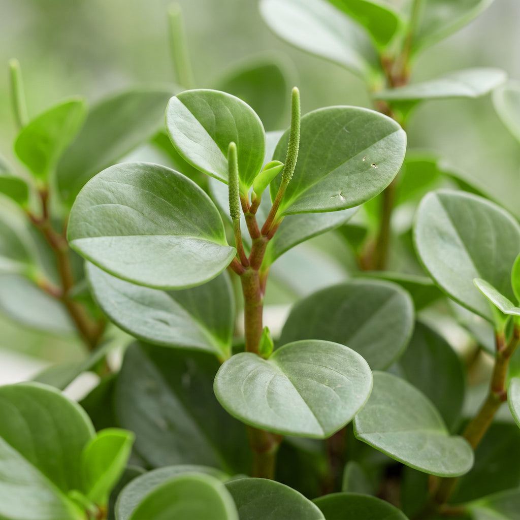 Peperomia Hope - Hope Peperomia - Green - Tropical - Ø6cm - ↕12cm