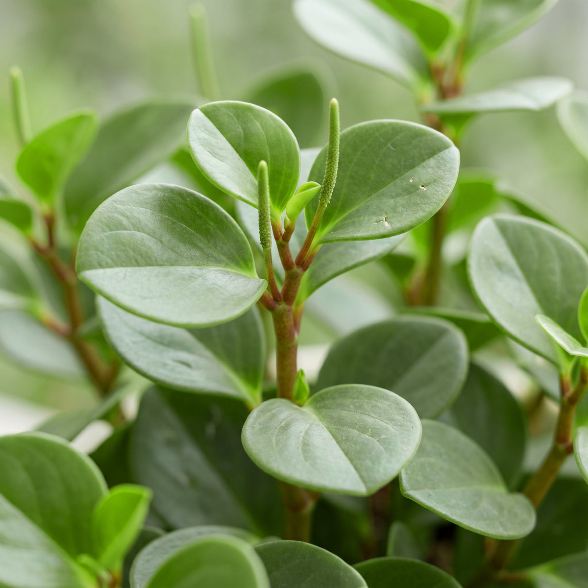 Peperomia Hope - Hope Peperomia - Green - Tropical - Ø6cm - ↕12cm