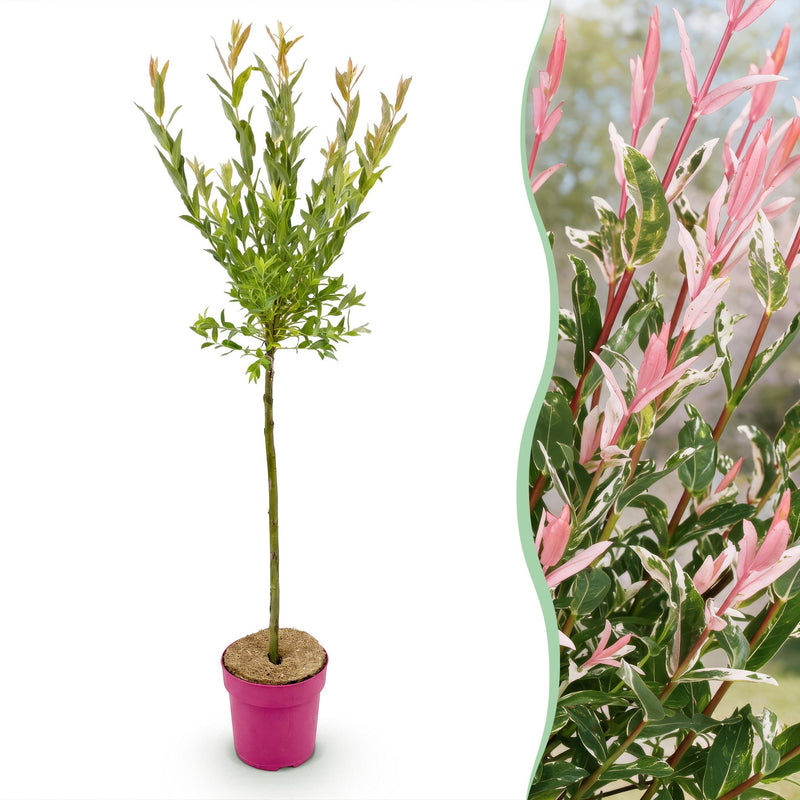 Salix Flamingo - Ø19cm - ↕90-100cm