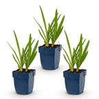 Green boutiQ - Stauden - Agapanthus africanus - Afrikanische Schmucklilie - Bienen- und Schmetterlingsmagnet - Blau - 3 Pflanzen - Topf 11cm - Höhe 15-25cm