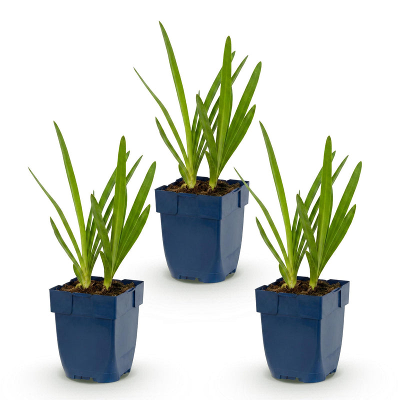 Green boutiQ - Vasteplant - Agapanthus africanus - Afrikaanse Lelie - Bijen en Vlinderlokkers - Blauw - 3 Planten - Pot 11cm - Hoogte 15-25cm