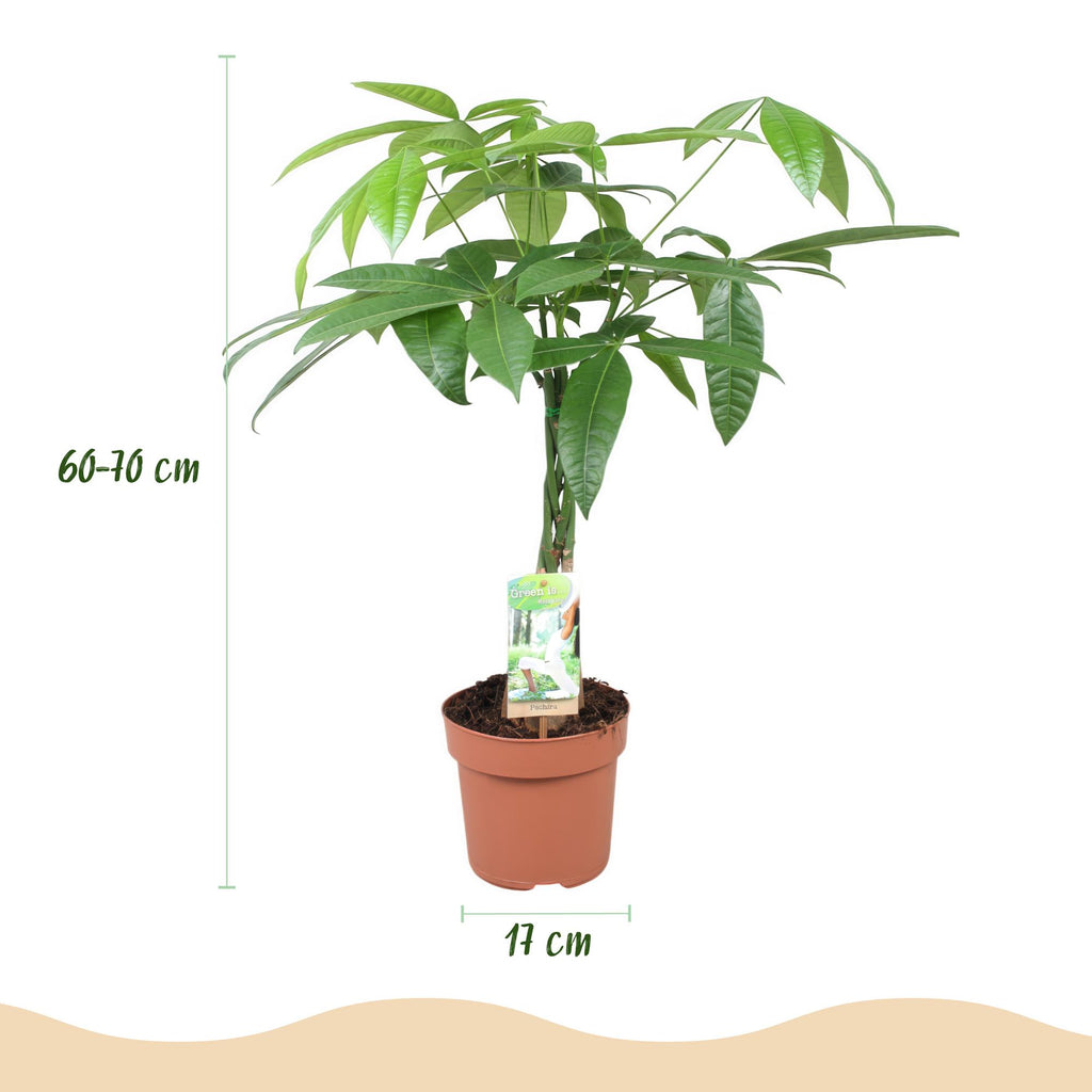 Green BoutiQ - Green is... Plantes d'intérieur - Pachira Aquatica tronc tressé - Arbre à monnaie - Peu d'entretien - Vert - 2 Plantes - Pot 17cm - Hauteur 60-70cm