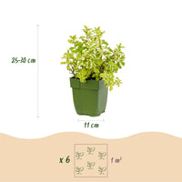 Vasteplant - Borderpakket - Theekruiden - Diversen - Soorten en kleuren - 12 Planten - Pot 11cm - Hoogte 15-25cm