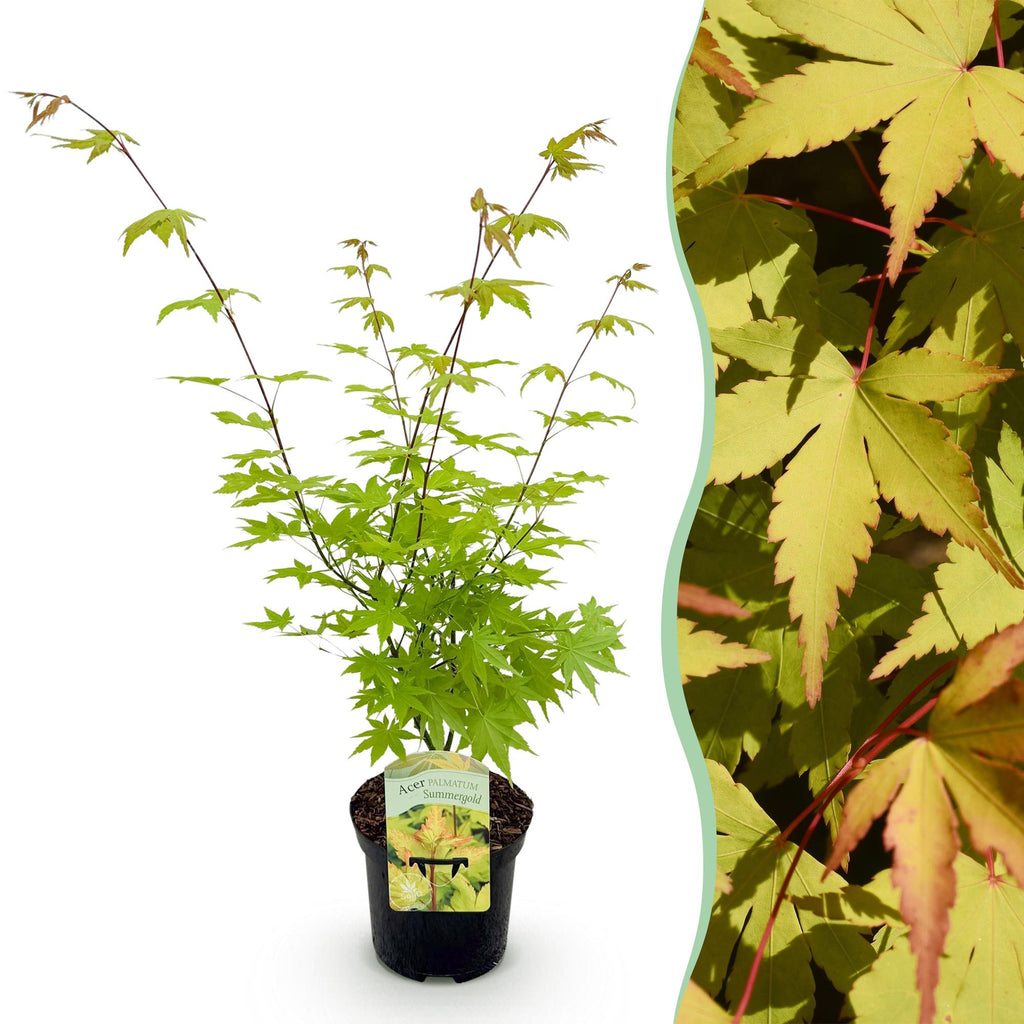 Green boutiQ - Plante de terrasse - Érable du Japon - Acer palmatum Summergold - Jaune - 1 plante - Caduc - Pot 19 cm, hauteur 70 cm