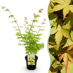 Green boutiQ - Plante de terrasse - Érable du Japon - Acer palmatum Summergold - Jaune - 1 plante - Caduc - Pot 19 cm, hauteur 70 cm