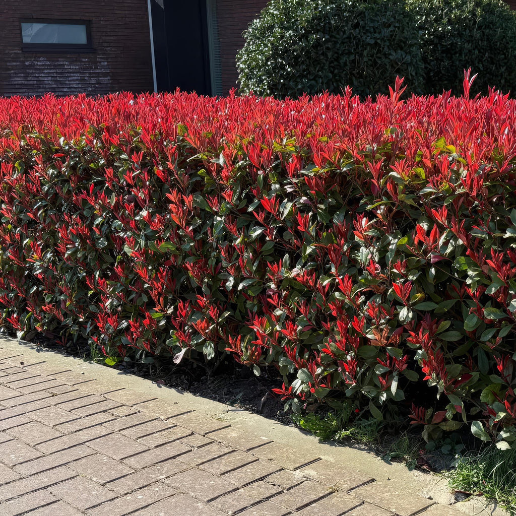 Green boutiQ - Haies - Photinia fraseri Carre Rouge - vert rouge - 6 plantes - 1 mètre linéaire - persistant - pot 17 cm hauteur 55 cm