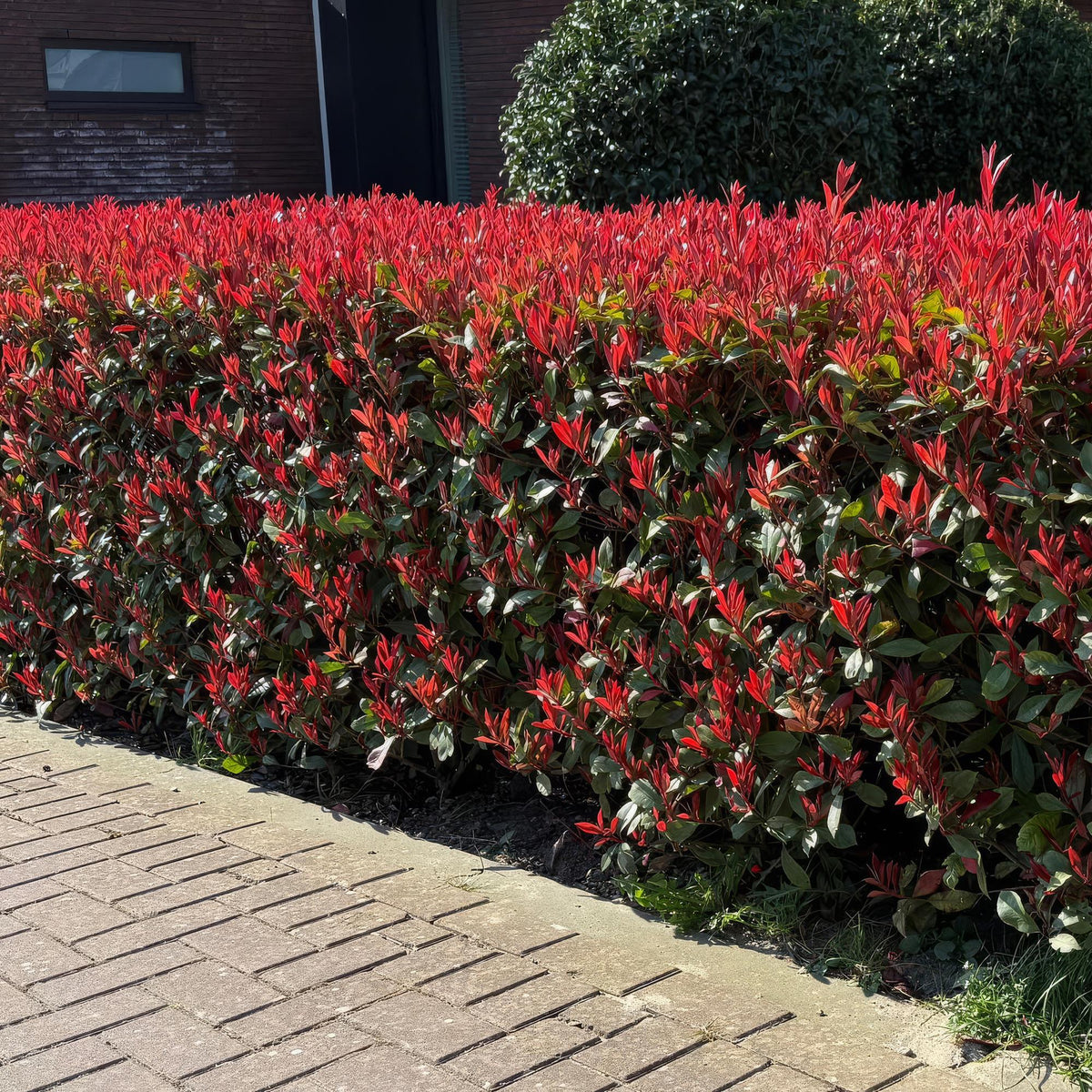 Green boutiQ - Haies - Photinia fraseri Carre Rouge - vert rouge - 6 plantes - 1 mètre linéaire - persistant - pot 17 cm hauteur 55 cm