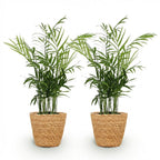 Green boutiQ - Zimmerpflanze - Chamaedorea elegans - Bergpalme - Haustierfreundliche Pflanze - Grün - 2 Pflanzen - mit Korb - Topf 12cm - Höhe 15cm