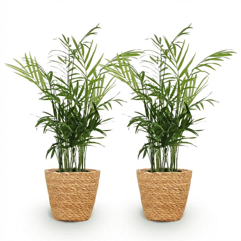 Green boutiQ - Kamerplant - Chamaedorea elegans - Goudpalm - Huisdiervriendelijke Plant - Groen - 2 Planten - met Mand - Pot 12cm - Hoogte 15cm