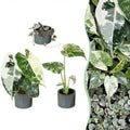 3x Baby Variegata Mix - Various colours - Tropical - incl. Linnea Misty Blue - Ø6cm - ↕10-15cm
