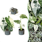 3x Baby Variegata Mix - Various colours - Tropical - incl. Linnea Misty Blue - Ø6cm - ↕10-15cm
