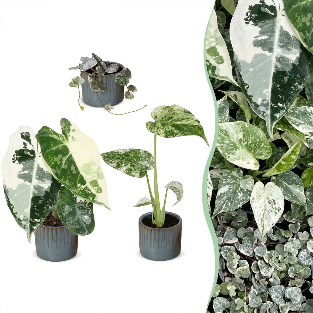3x Baby Variegata Mix - Various colours - Tropical - incl. Linnea Misty Blue - Ø6cm - ↕10-15cm