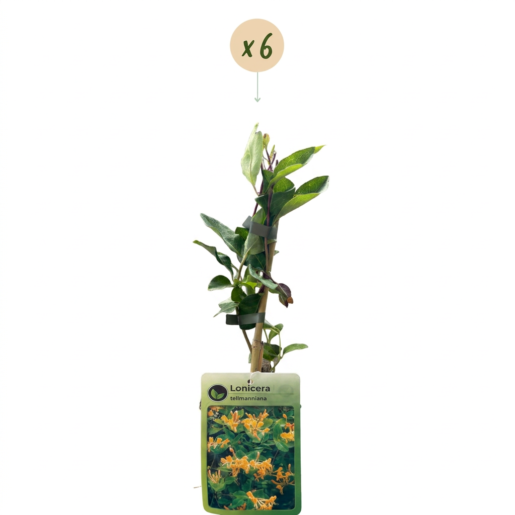6x Lonicera tellmanniana - Tellmann's honeysuckle - Orange - Yellow - Climber - Ø9cm - ↕35cm