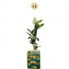 6x Lonicera tellmanniana - Chèvrefeuille de Tellmann - Orange - Jaune - Grimpante - Ø9cm - ↕35cm