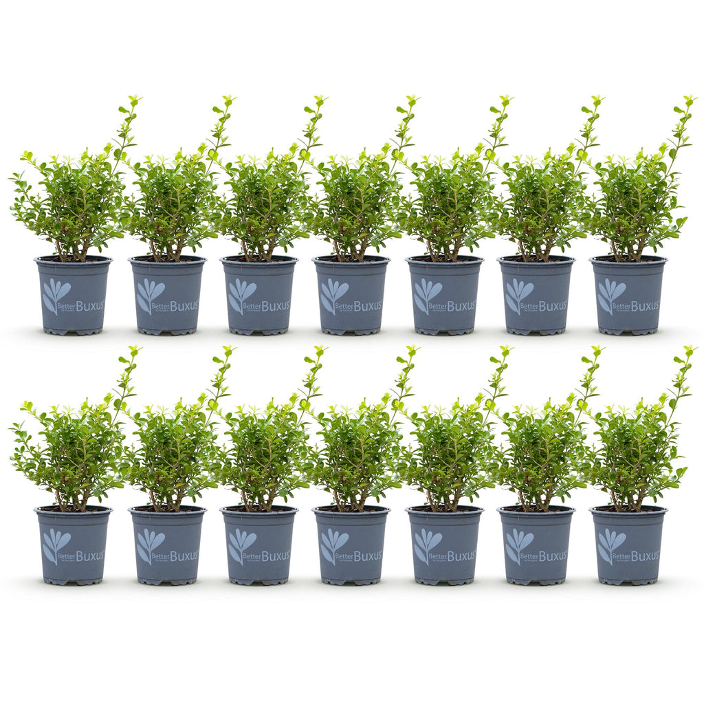 Green boutiQ - Haie de buis - BetterBuxus Babylon Beauty - Résistant à la maladie du buis - 14 plantes - 2 mètres linéaires - pot 10,5 cm hauteur 25-30