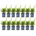 Green boutiQ - Haie de buis - BetterBuxus Babylon Beauty - Résistant à la maladie du buis - 14 plantes - 2 mètres linéaires - pot 10,5 cm hauteur 25-30