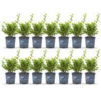 Green boutiQ - Buxus Haag - BetterBuxus Babylon Beauty - Resistant tegen de Buxus Schimmel - 14 planten - 2 strekkende meter - pot 10,5cm hoogte 25-30