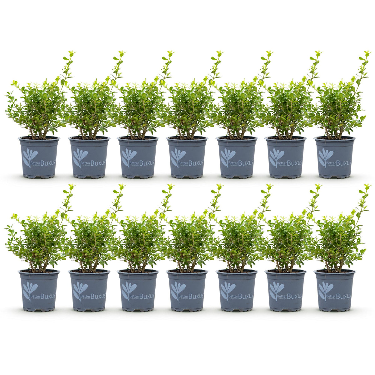 Green boutiQ - Haie de buis - BetterBuxus Babylon Beauty - Résistant à la maladie du buis - 14 plantes - 2 mètres linéaires - pot 10,5 cm hauteur 25-30