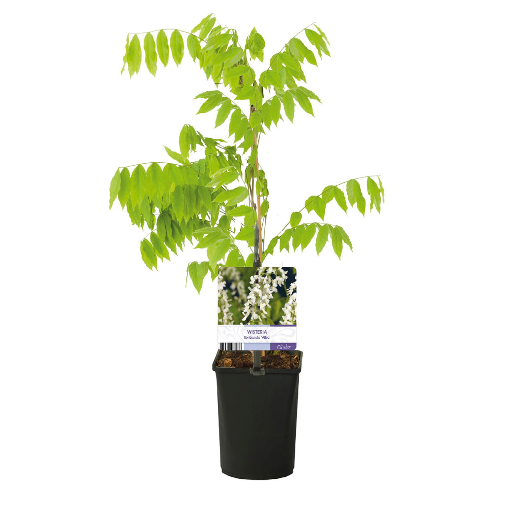 Green boutiQ - Glycine - Wisteria floribunda Alba - Fleur blanche - 1 plante - Pot 11cm Hauteur 40cm
