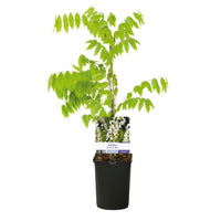 Green boutiQ - Blauwe regen - Wisteria floribunda Alba - Bloem Wit  - 1 plant - Pot 11cm Hoogte 40cm