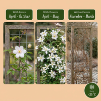 Clematis mont. 'Wilsonii' - Wilson's mountain clematis - White - Climber - Ø9cm - ↕35cm