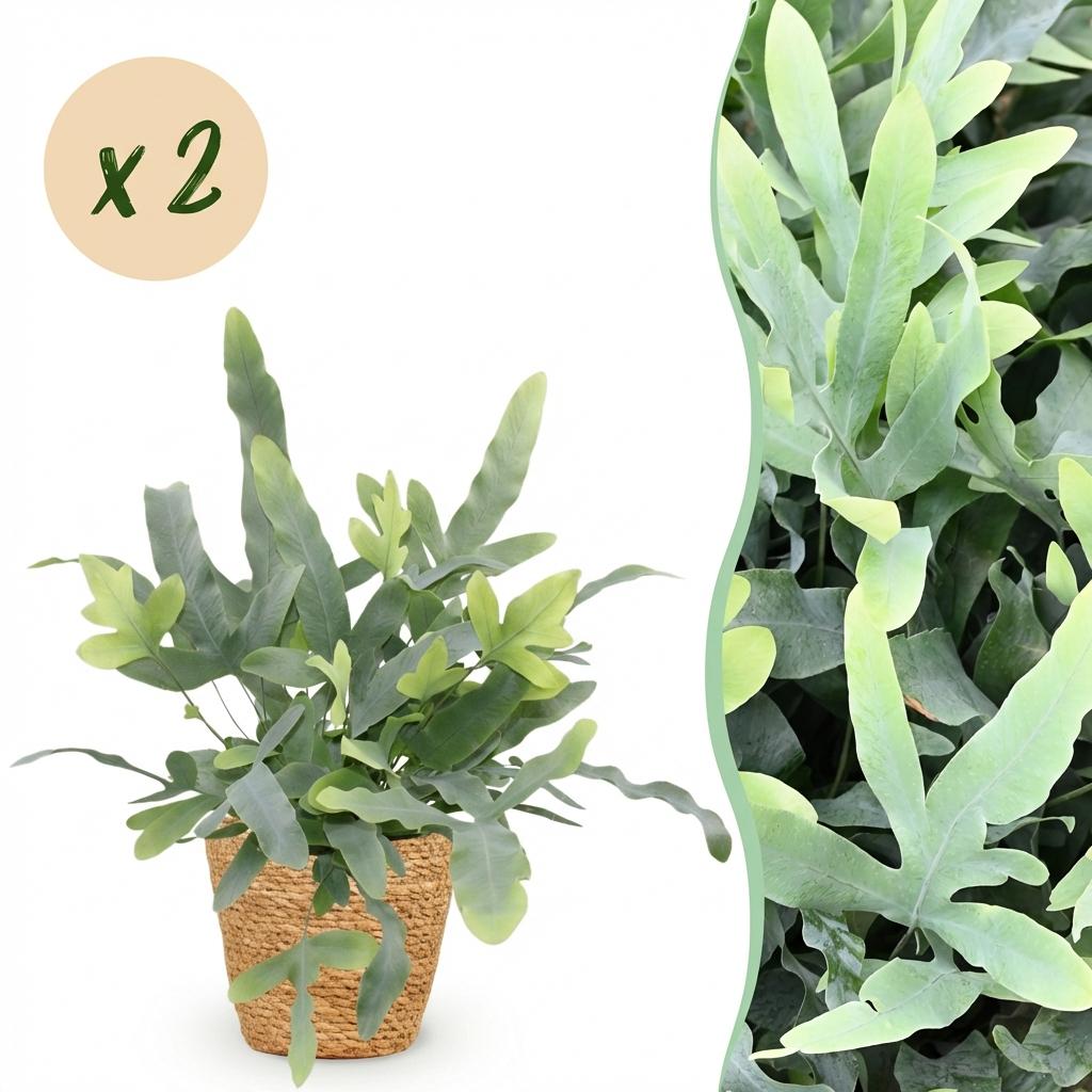 Green boutiQ - Zimmerpflanze - Phlebodium aureum Blue Star - Blaublattfarn - Haustierfreundliche Pflanze - Blau - 2 Pflanzen - mit Korb - Topf 12 cm - Höhe 25 cm