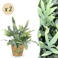 Green boutiQ - Zimmerpflanze - Phlebodium aureum Blue Star - Blaublattfarn - Haustierfreundliche Pflanze - Blau - 2 Pflanzen - mit Korb - Topf 12 cm - Höhe 25 cm