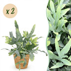 Green boutiQ - Zimmerpflanze - Phlebodium aureum Blue Star - Blaublattfarn - Haustierfreundliche Pflanze - Blau - 2 Pflanzen - mit Korb - Topf 12 cm - Höhe 25 cm