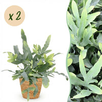 Green boutiQ - Kamerplant - Phlebodium aureum Blue Star - Blauwe Varen - Huisdiervriendelijke Plant - Blauw - 2 Planten - met Mand - Pot 12cm - Hoogte 25cm