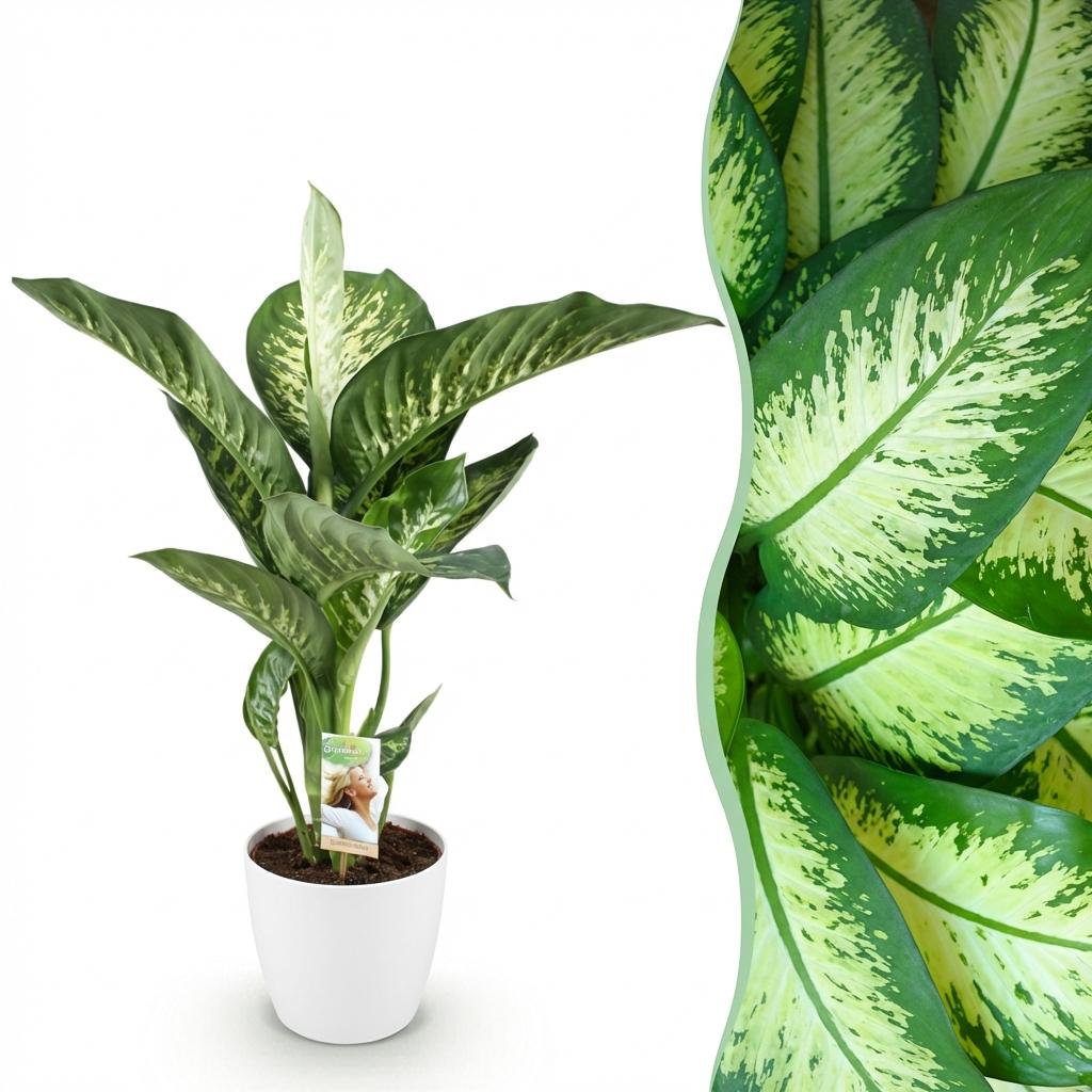 Green BoutiQ - Plantes d'intérieur - Dieffenbachia Tropic Snow - Dieffenbachia - Peu d'entretien - Vert - 1 Plante - avec Pot Blanc - Pot 21cm - Hauteur 90-100cm