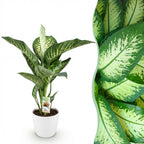 Green BoutiQ - Plantes d'intérieur - Dieffenbachia Tropic Snow - Dieffenbachia - Peu d'entretien - Vert - 1 Plante - avec Pot Blanc - Pot 21cm - Hauteur 90-100cm