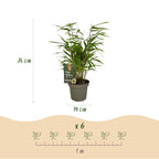 Green boutiQ - Bambou - Fargesia Rufa - Persistant - Non-envahissant - Vert - 12 Plantes - Pot 14cm - Hauteur 35cm