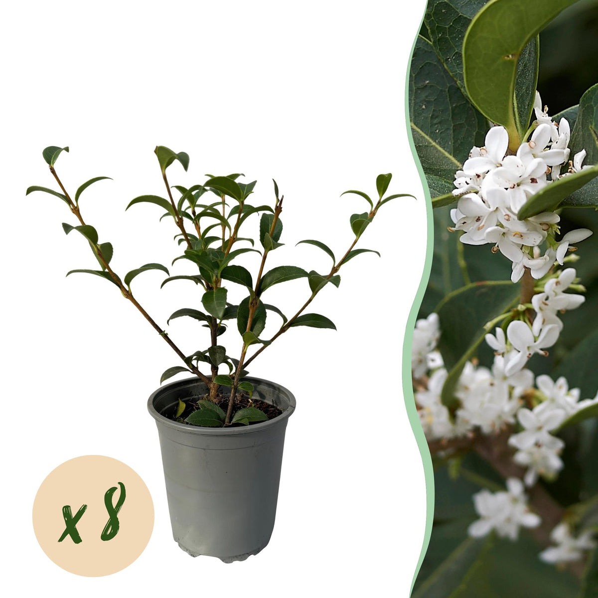 Green boutiQ - Haagplanten - Osmathus burkwoodii - blad groen - 8 planten - 1 strekkende meter - groenblijvend - pot 9cm hoogte 25-30cm