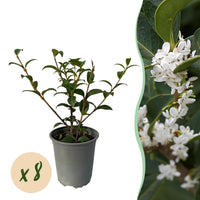 Green boutiQ - Haagplanten - Osmathus burkwoodii - blad groen - 8 planten - 1 strekkende meter - groenblijvend - pot 9cm hoogte 25-30cm