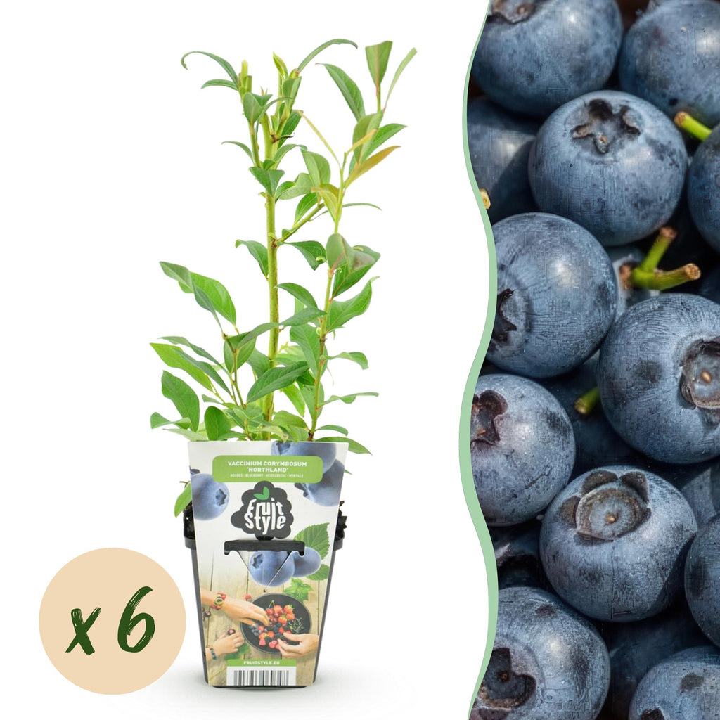Green boutiQ - Plants fruitiers - Myrtille - Vaccinium corymbosum Northland - Rustique - 6 plantes - Pot 9 cm - Myrtille