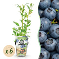 Green boutiQ - Plants fruitiers - Myrtille - Vaccinium corymbosum Northland - Rustique - 6 plantes - Pot 9 cm - Myrtille