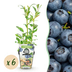 Green boutiQ - Plants fruitiers - Myrtille - Vaccinium corymbosum Northland - Rustique - 6 plantes - Pot 9 cm - Myrtille