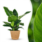 Green boutiQ - Plante d'intérieur - Philodendron - Philodendron Imperial Green - Vert - Entretien facile - 1 plante - avec panier - Pot 19 cm - Hauteur 65 cm