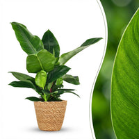Green boutiQ - Kamerplant - Philodendron - Philodendron Imperial Green - Groen - Weinig onderhoud - 1 Plant - met Mand - Pot 19cm - Hoogte 65cm