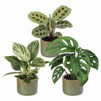 3x Baby Plants Surprise Box - Baby Plants Surprise Box - Various colours - Tropical - incl. Linnea Olive - Ø6cm - ↕5-15cm