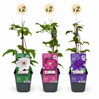 6x Clematis Tricolour - Driekleurige bosrank - Paars - Roze - Wit - Klimplant - Ø9cm - ↕35cm
