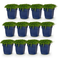Green boutiQ - Vasteplant - Isotoma fluviatilis - Sterrenbloem - Rotsplanten - Licht Blauw - 12 Planten - Pot 11cm - Hoogte 15-25cm