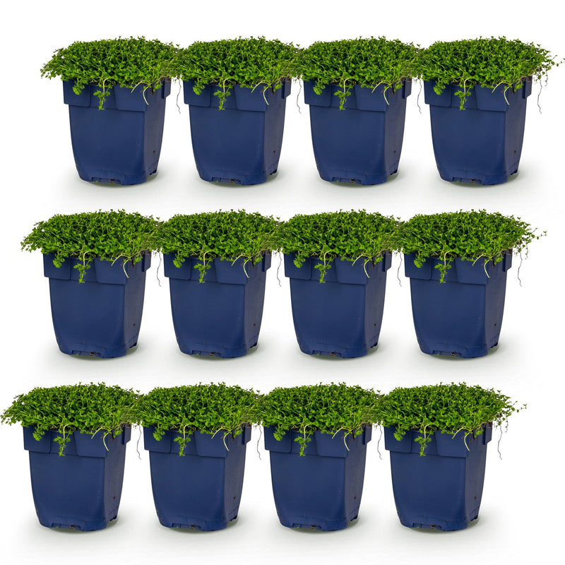 Green boutiQ - Vasteplant - Isotoma fluviatilis - Sterrenbloem - Rotsplanten - Licht Blauw - 12 Planten - Pot 11cm - Hoogte 15-25cm